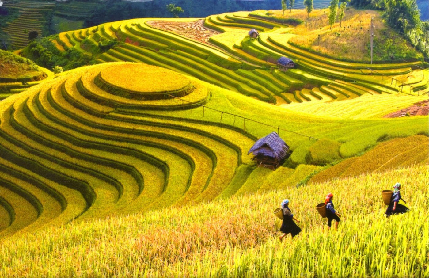 ĐẶC SẢN MIỀN BẮC